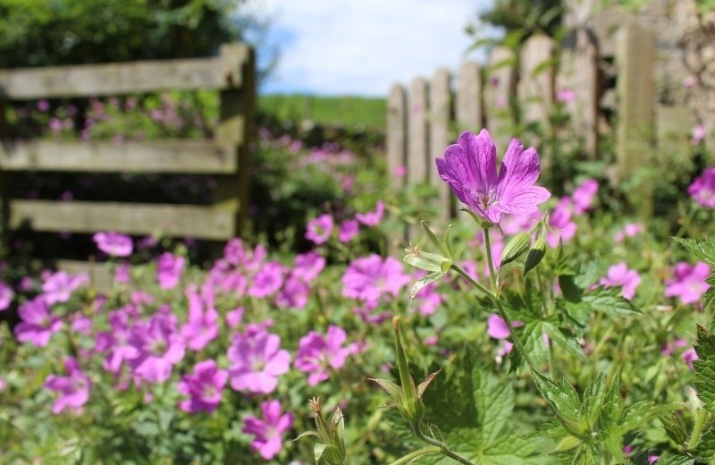 Tuinen en planten in de Achterhoek